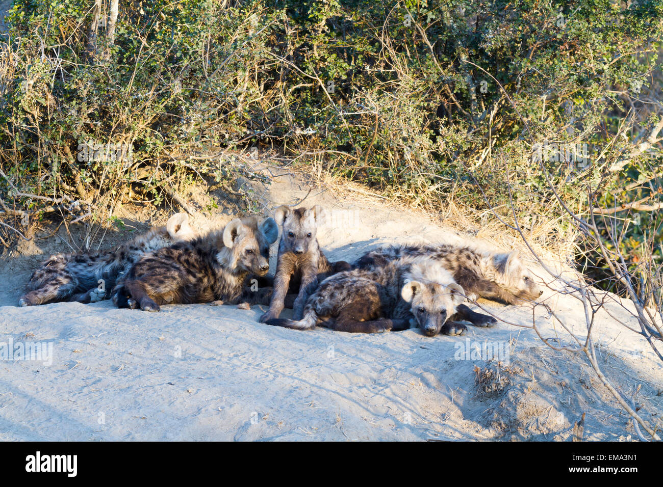 Presepio di iene maculate, Sud Africa Foto Stock