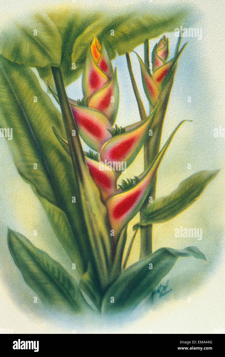 C.1940 Hawaii, arte, Heliconia Foto Stock