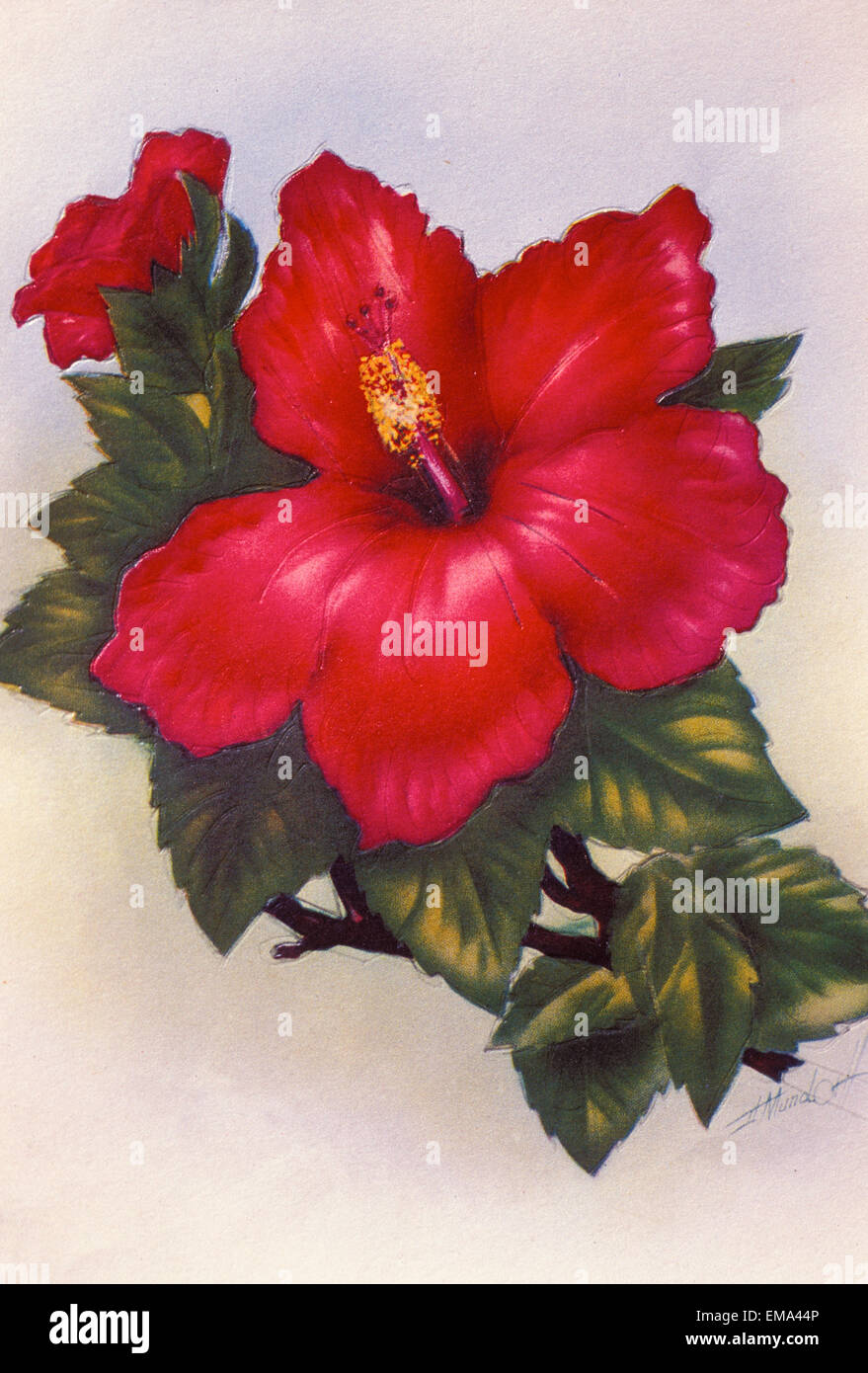 C.1940 Hawaii, arte, Rosso Hibiscus Foto Stock