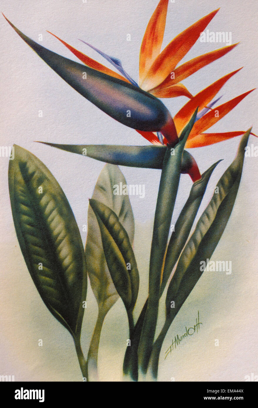 C.1940 Hawaii, arte, uccello del paradiso fiore Foto Stock