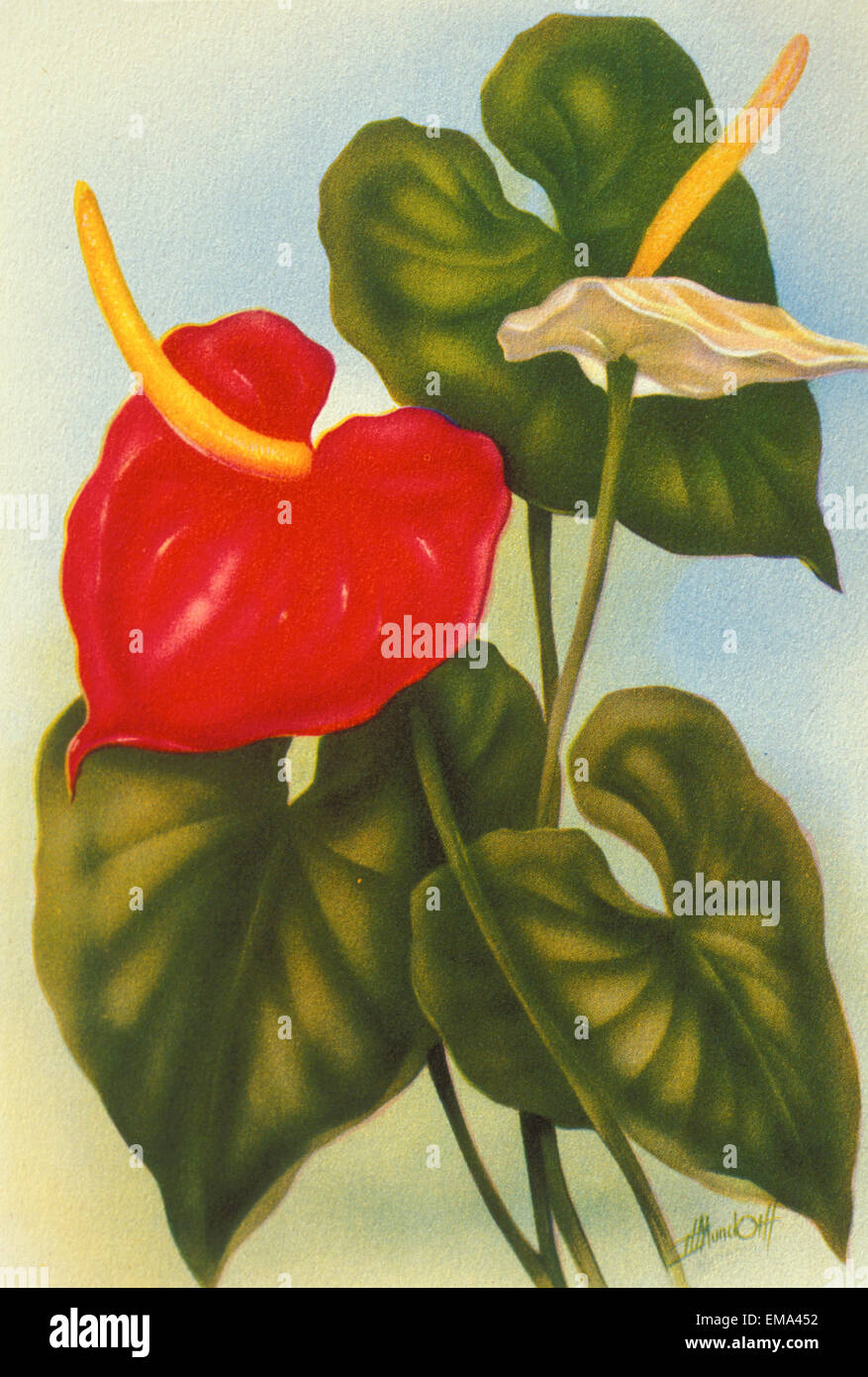 C.1940 Hawaii, arte, Anthurium Foto Stock