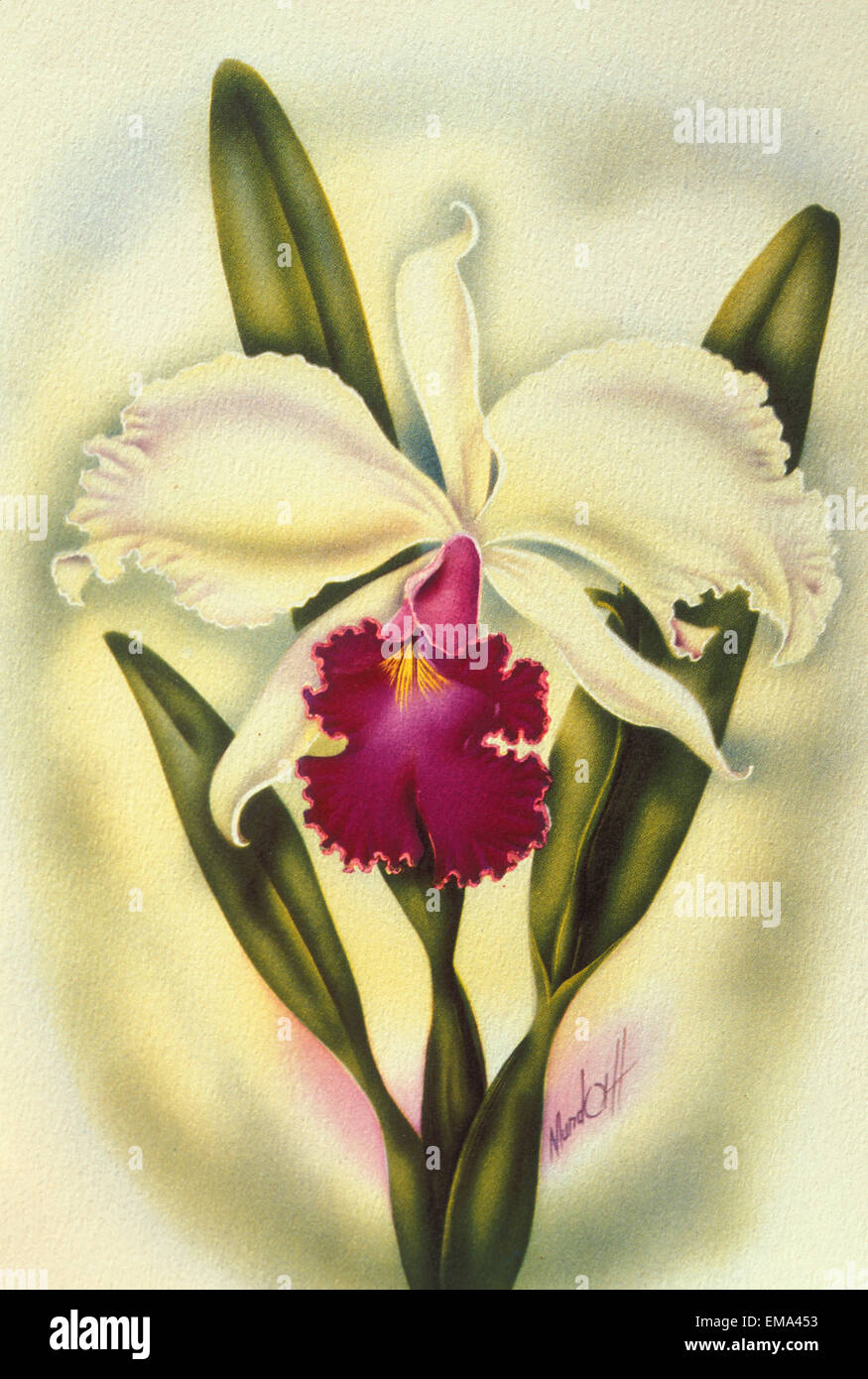 C.1940 Hawaii, arte, Cattleya Orchid Foto Stock