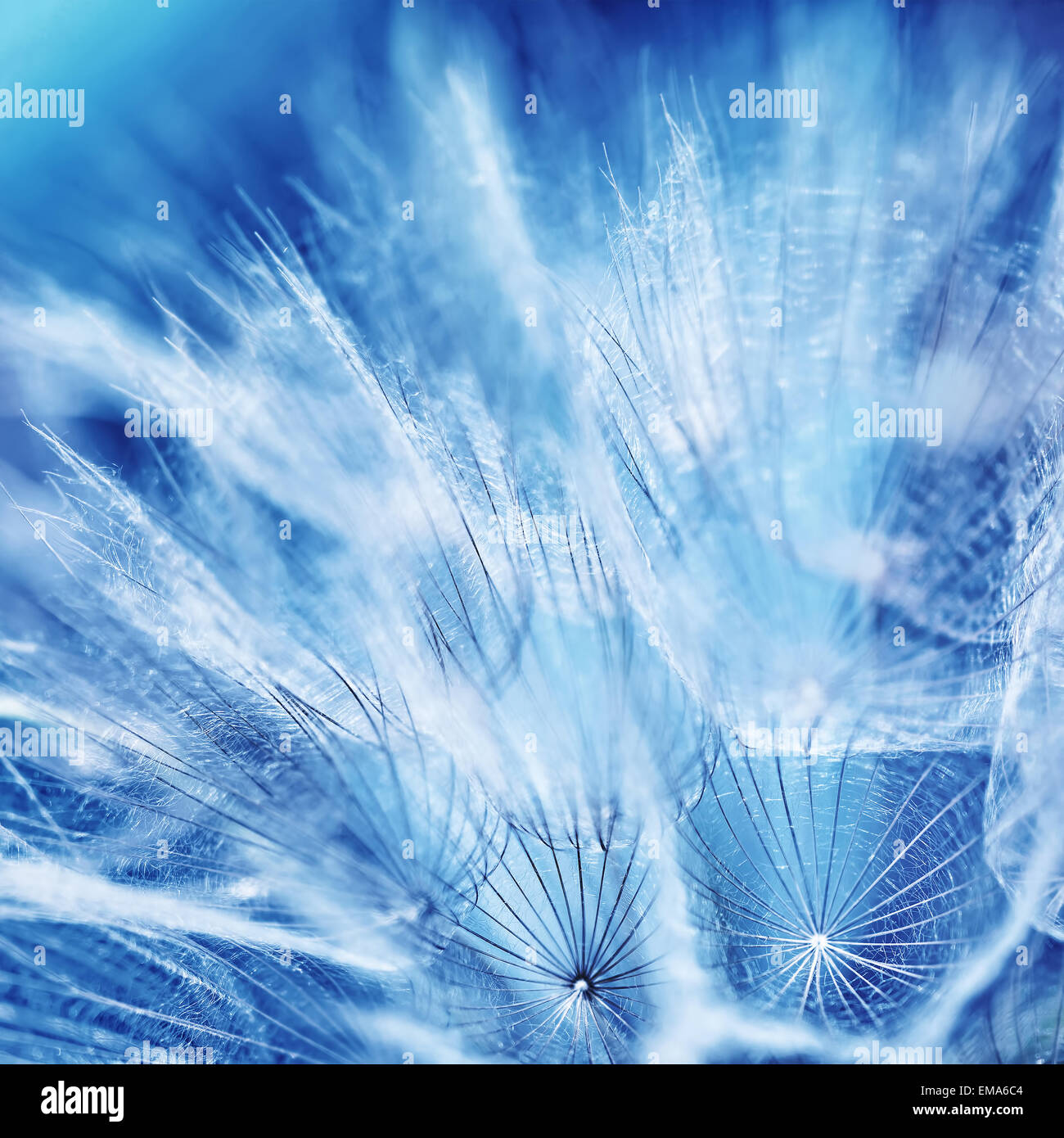 Bellissimo sfondo di tarassaco, astratto floreale sfondo blu, foto macro di dolci secchi fiore morbido, la bellezza della natura a molla Foto Stock