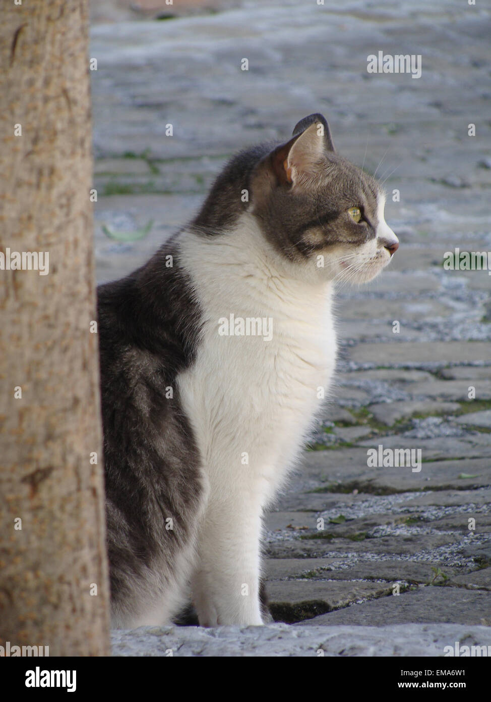 Gatto In Bianco E Nero Fotografia Stock Immagine Di Furry 25058940