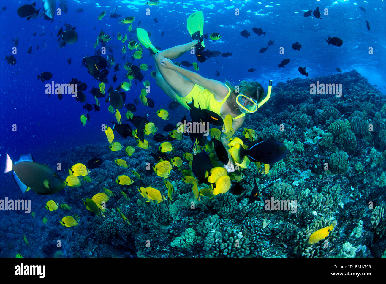 Donna boccagli con limone Butterflyfish (Chaetodon Miliaris) Foto Stock