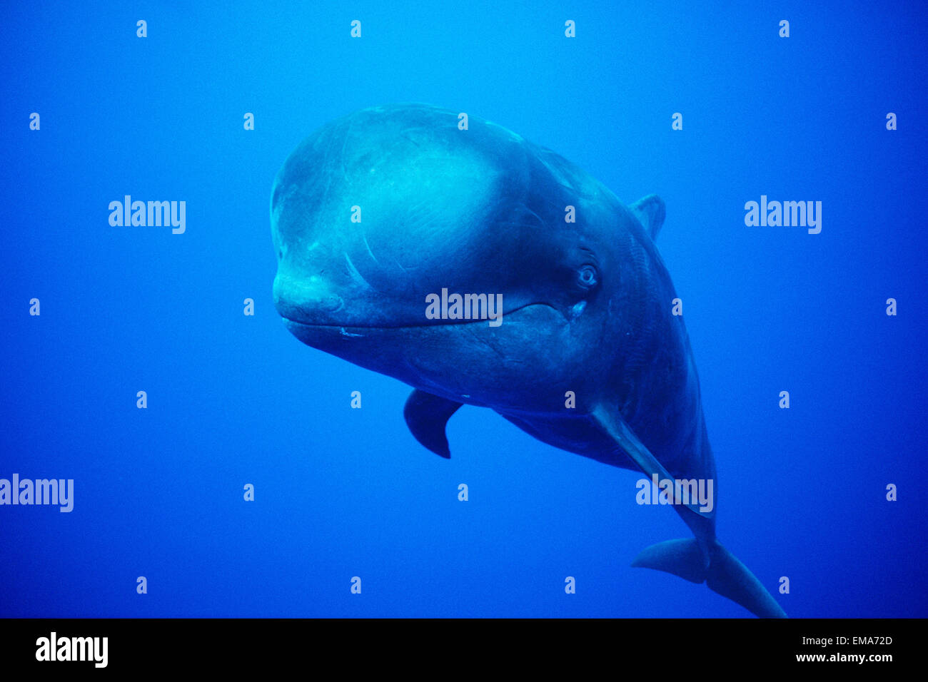 Hawaii, Short-Fin Balene Pilota (Globiephala Macrohynchus) Esaminando la fotocamera B2002 Foto Stock