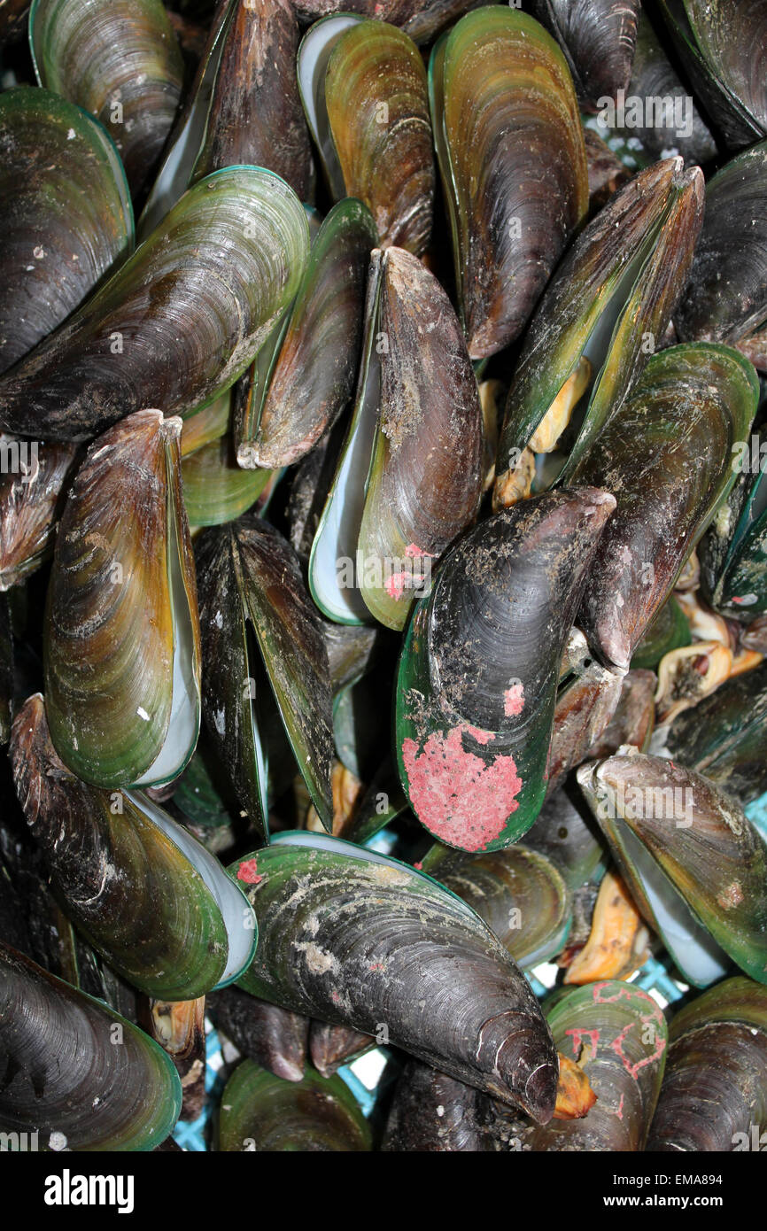 Asian Green Mussel Perna viridis per la vendita in un mercato tailandese Foto Stock