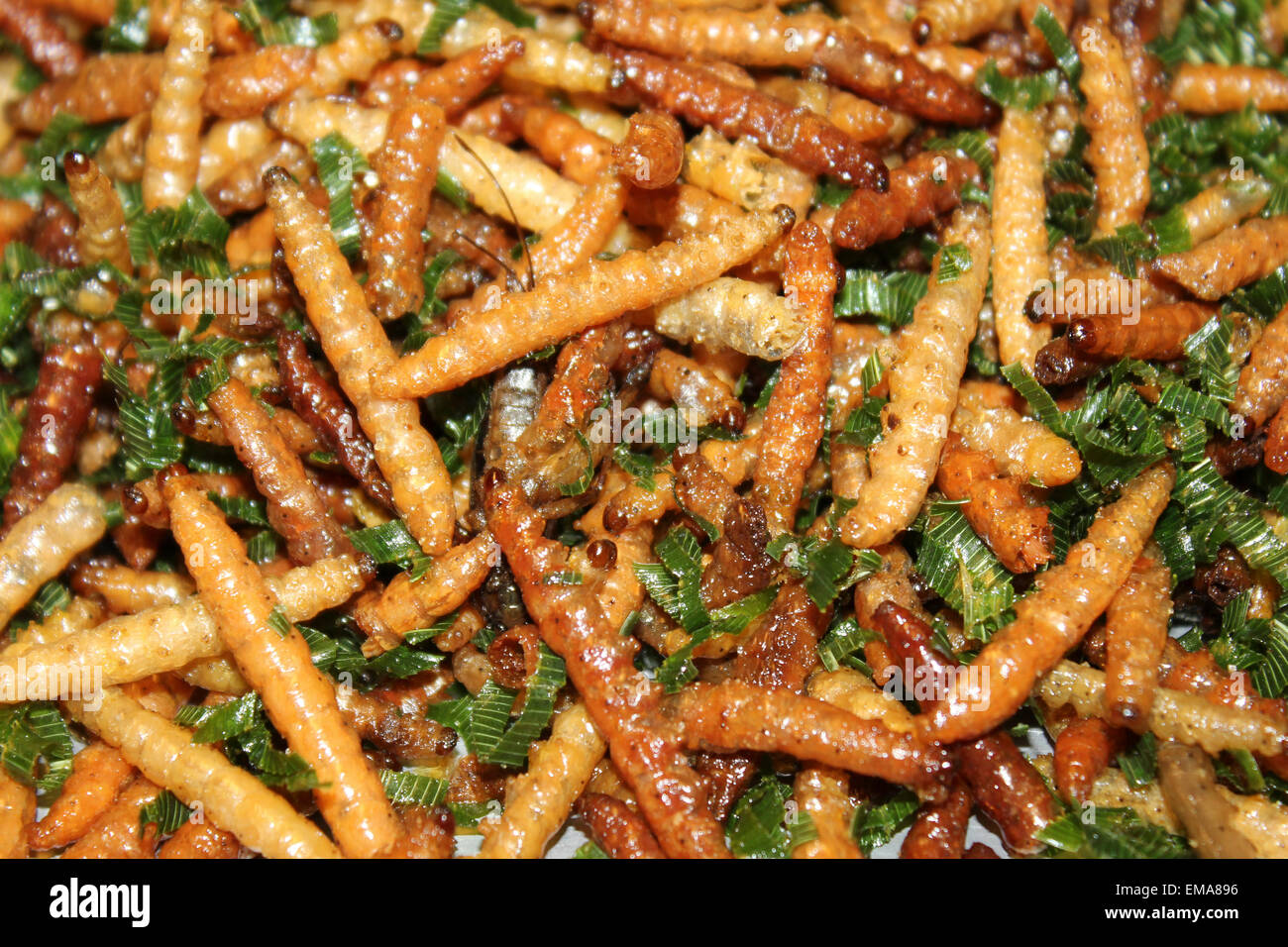 Il Thai delicatezza " non mai phai' Bambù fritto worm Omphisa fuscidentalis Foto Stock