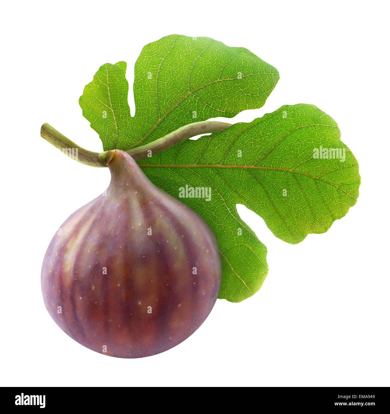 Fresh fig su sfondo bianco Foto Stock