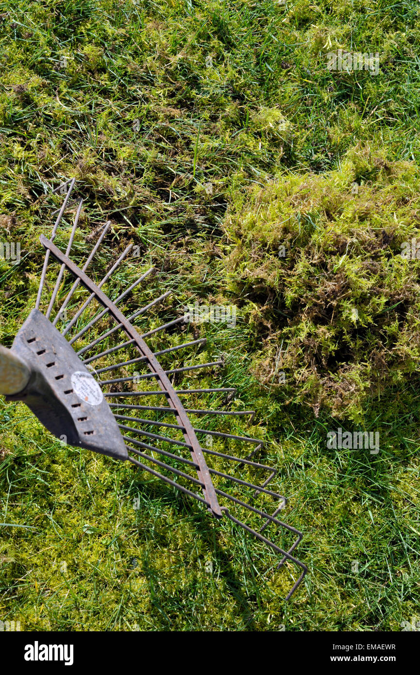 La rastrellatura moss dall'erba in un prato. Foto Stock