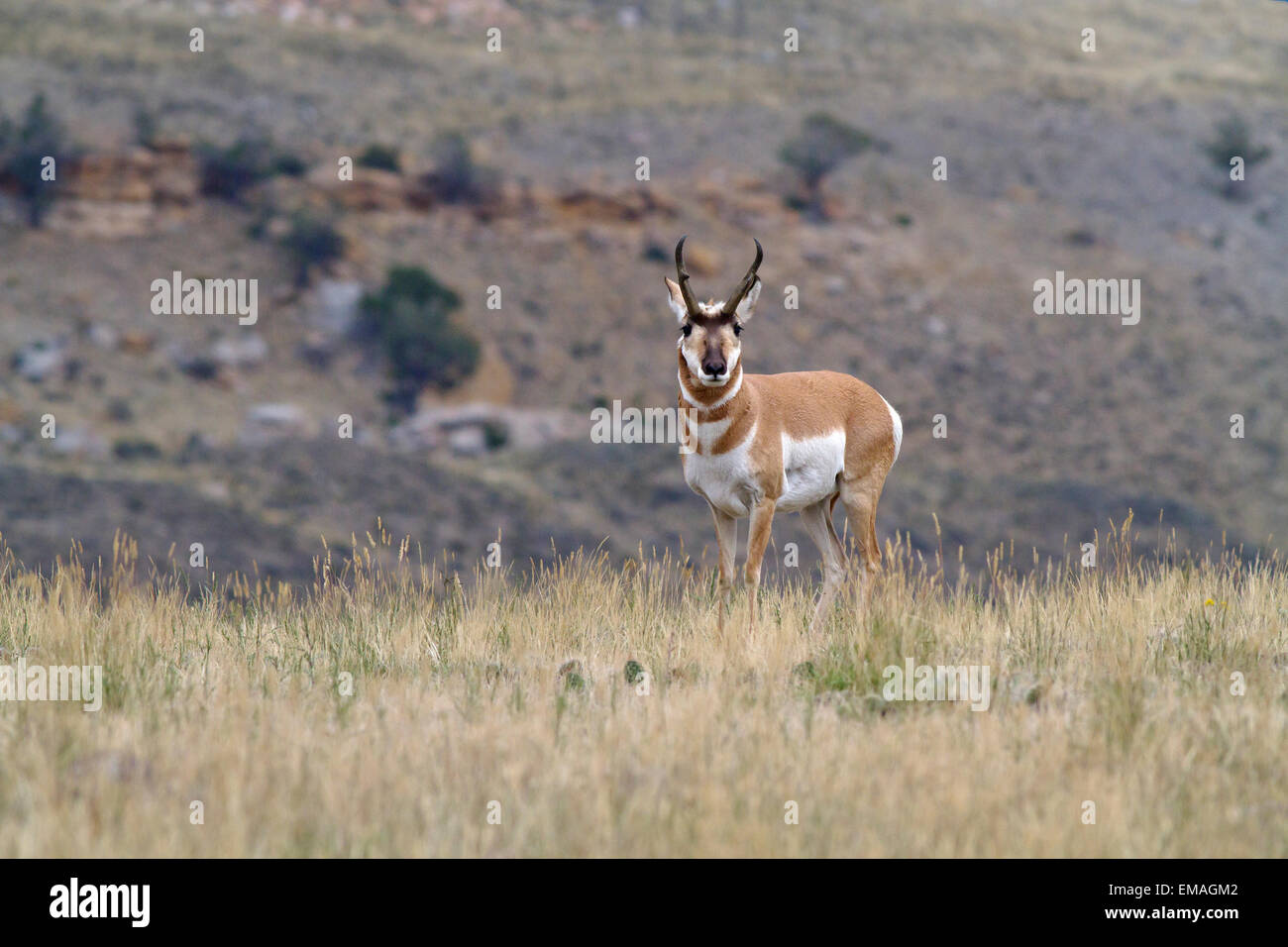 Pronghorn Antelope mantenendo un occhio su di me Foto Stock