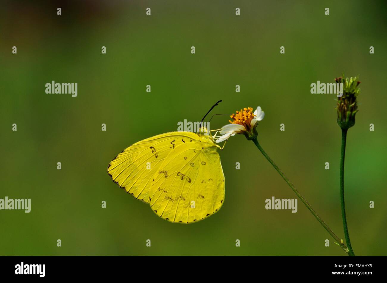 Giallo erba butterfly sul pulsante cappotto fiore Foto Stock