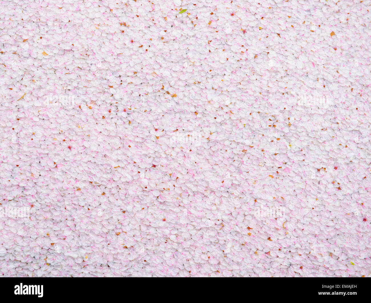 Pink sakura falled Foto Stock