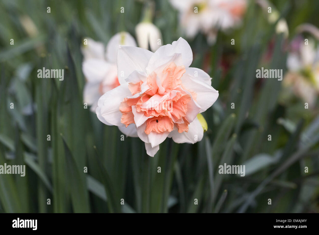 Narcissus fioritura in primavera. Foto Stock