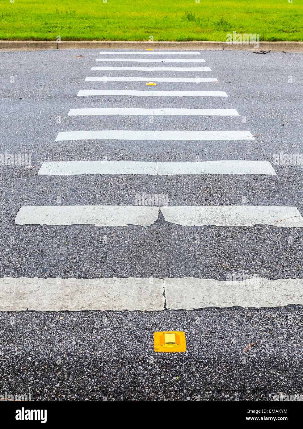 Modo di zebra sull'asfalto Foto Stock