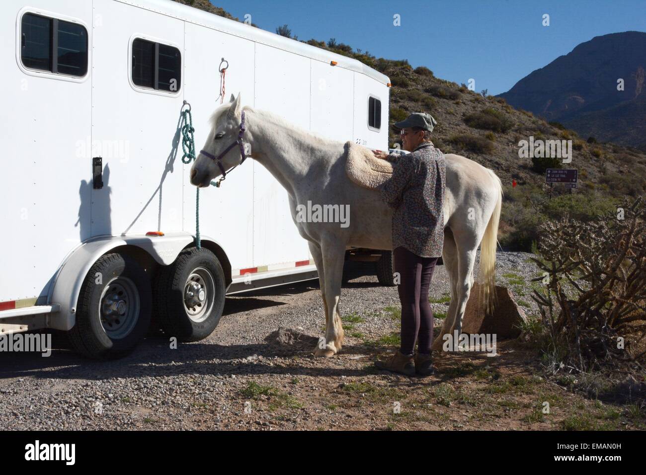 Il posizionamento della sella pad sul mio cavallo arabo indietro. New Mexico - USA Foto Stock