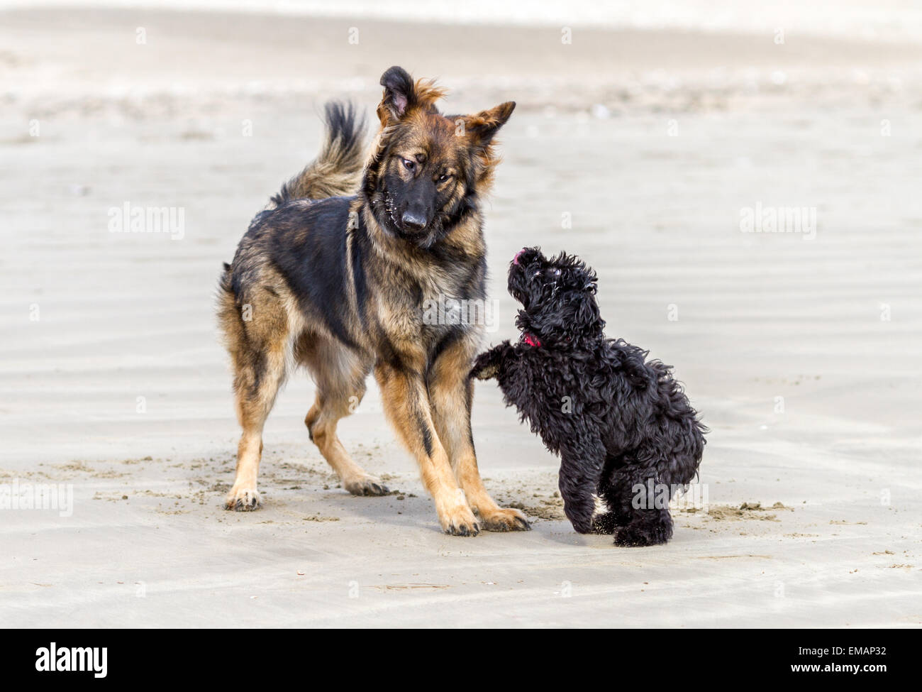 Pastore Tedesco cane incontra un piccolo cane nero su di una spiaggia di sabbia e cominciano a suonare insieme. Foto Stock