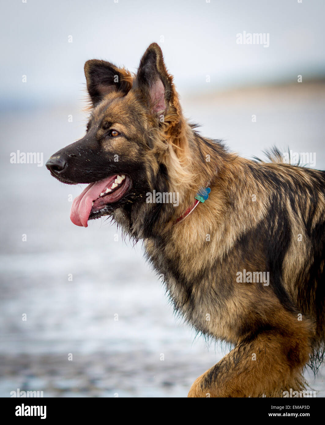 Avvisare il tedesco il cane pastore alsaziano in mare in attesa di un comando. Foto Stock