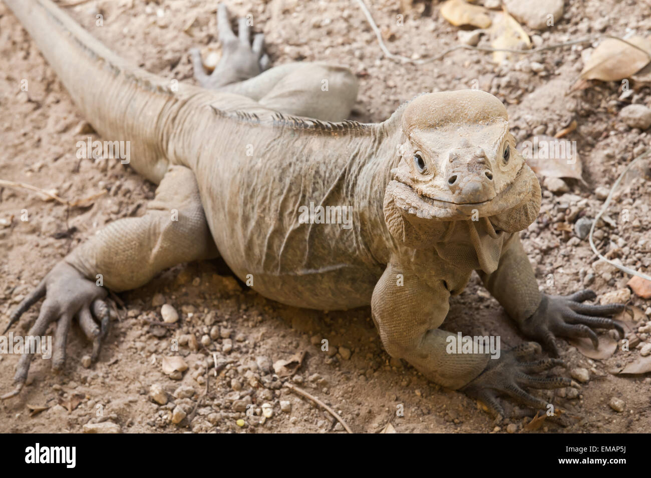 Ritratto di rinoceronte Iguana, lizard nella famiglia Iguanidae, Repubblica Dominicana, foto con messa a fuoco selettiva e DOF poco profondo Foto Stock