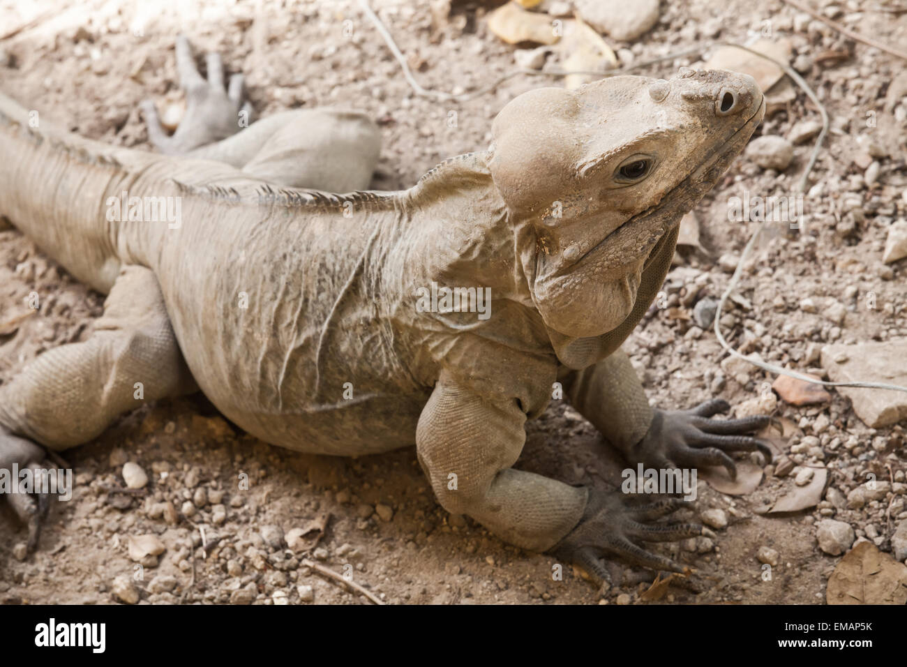 Rhinoceros Iguane e lucertole nella famiglia Iguanidae, Repubblica Dominicana, foto con messa a fuoco selettiva e DOF poco profondo Foto Stock