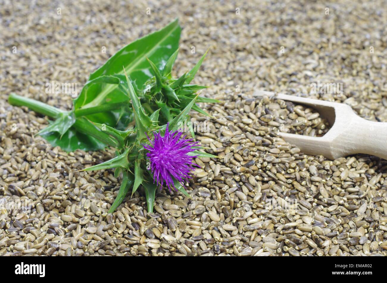 Herb cardo mariano silybum marianum su sfondo bianco Foto Stock