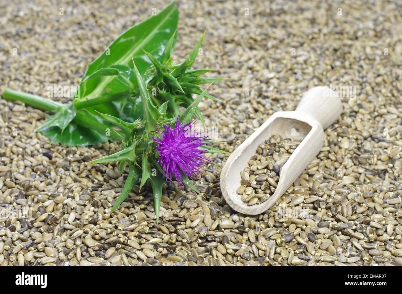 Herb cardo mariano silybum marianum su sfondo bianco Foto Stock