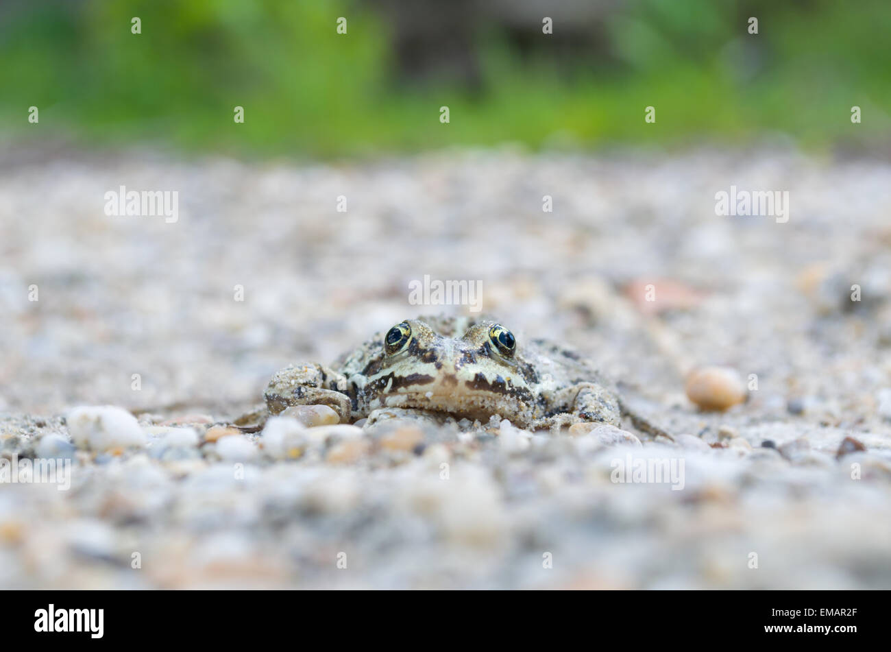 Rana verde su ciottoli in una giornata di sole Vista frontale Foto Stock