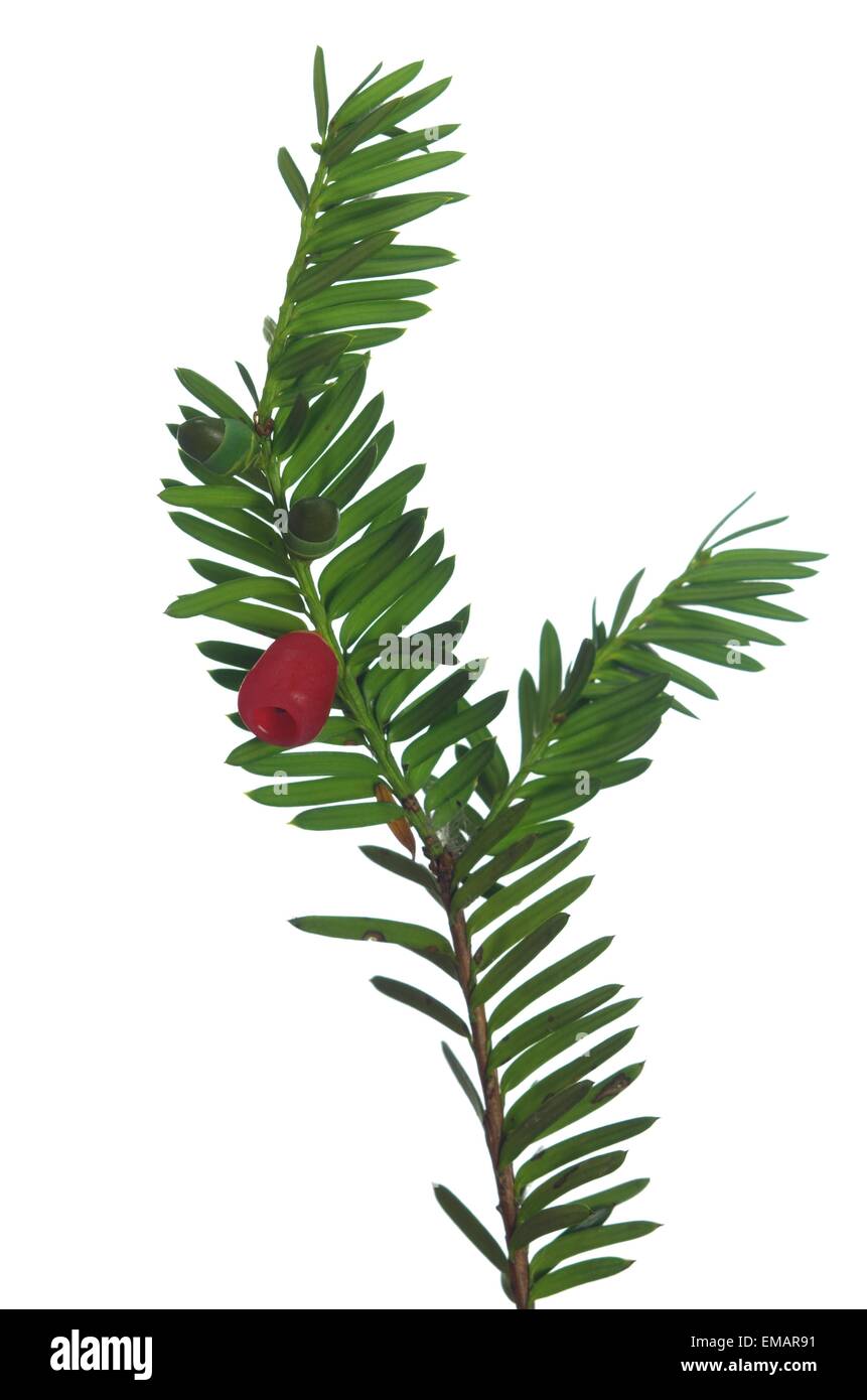 Yew ramoscello con frutti su sfondo bianco Foto Stock