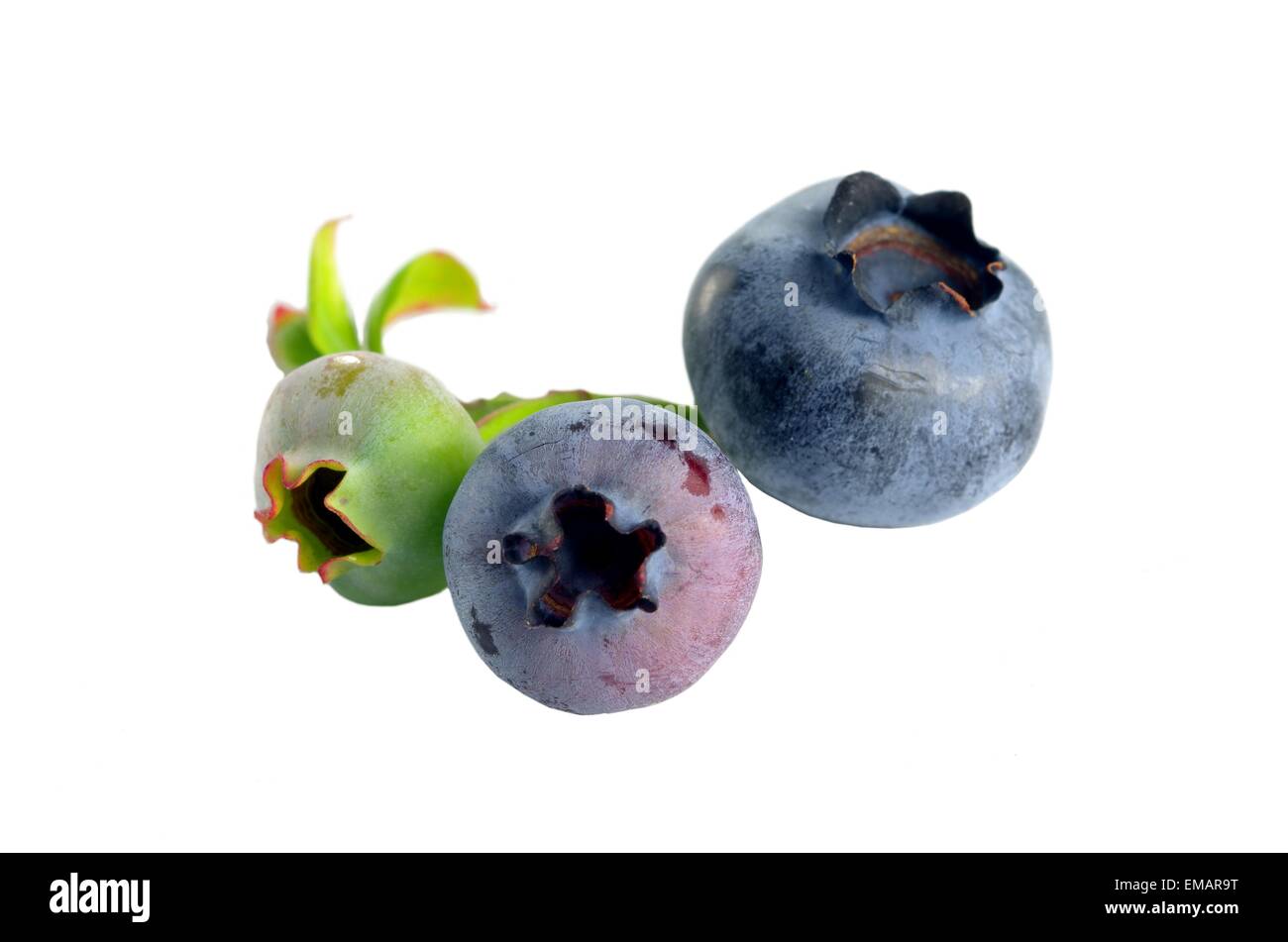 Una foresta berry su sfondo bianco Foto Stock