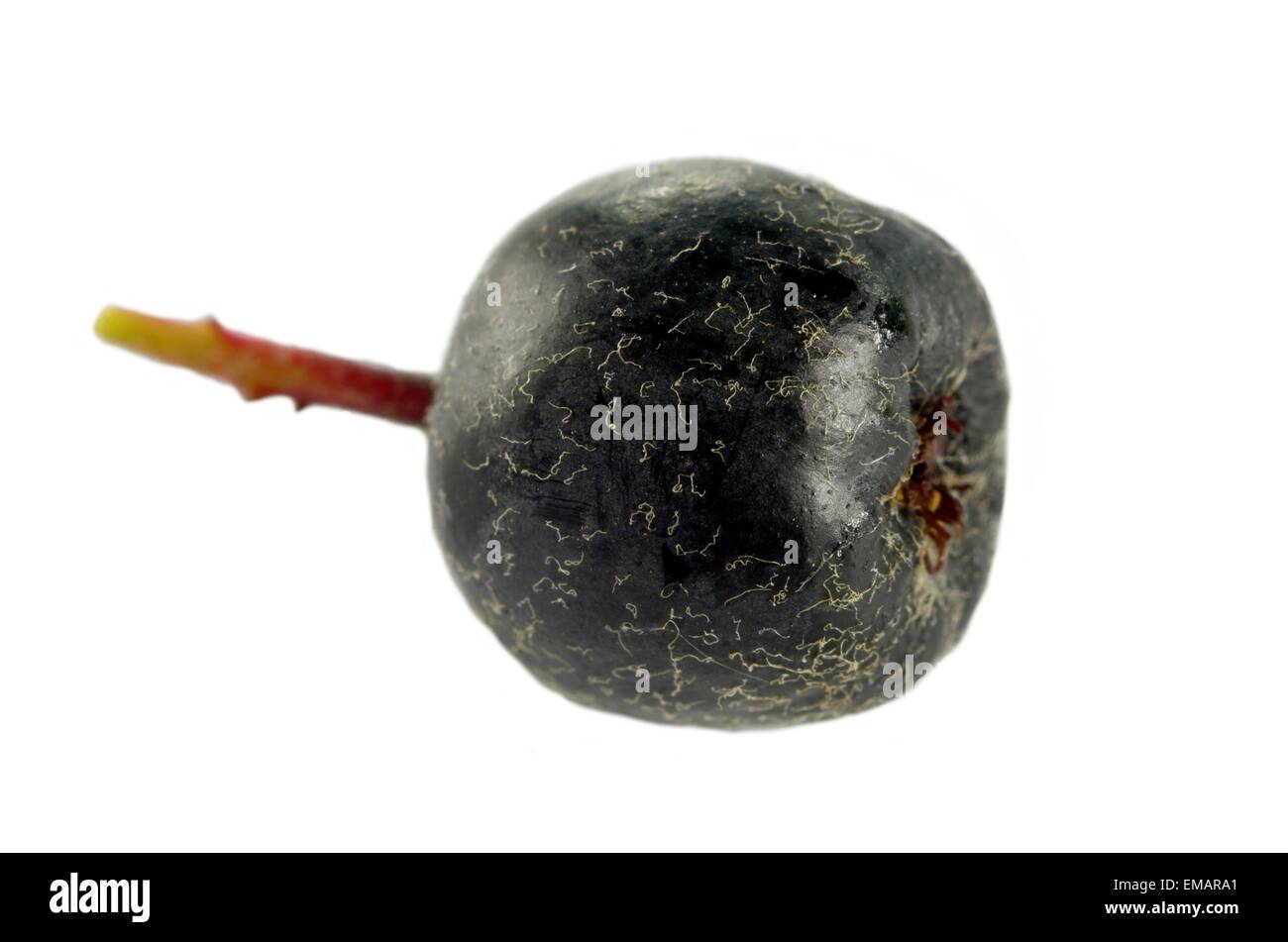 Nero bacche di Aronia su sfondo bianco Foto Stock