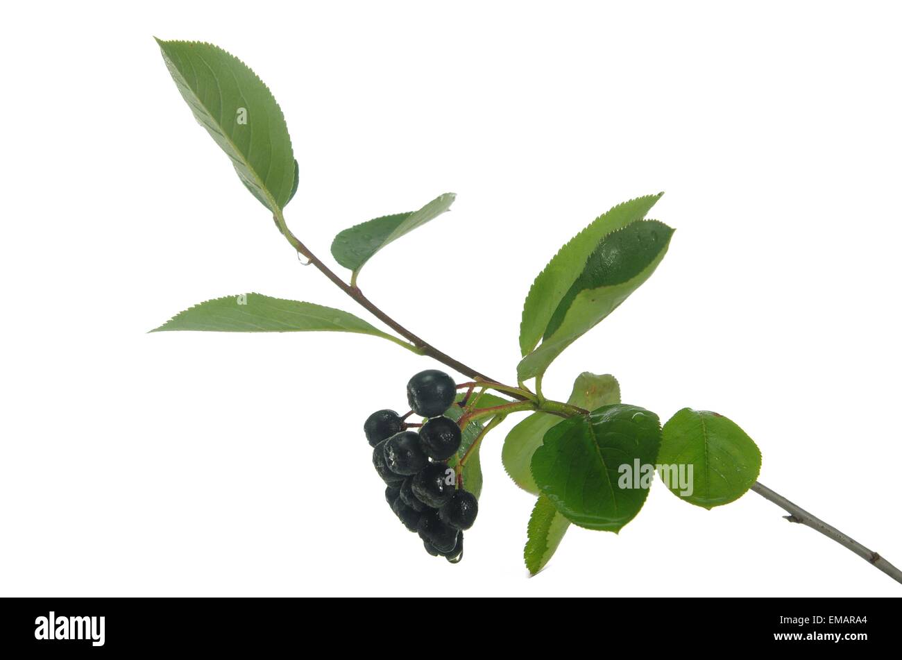 Nero bacche di Aronia su sfondo bianco Foto Stock