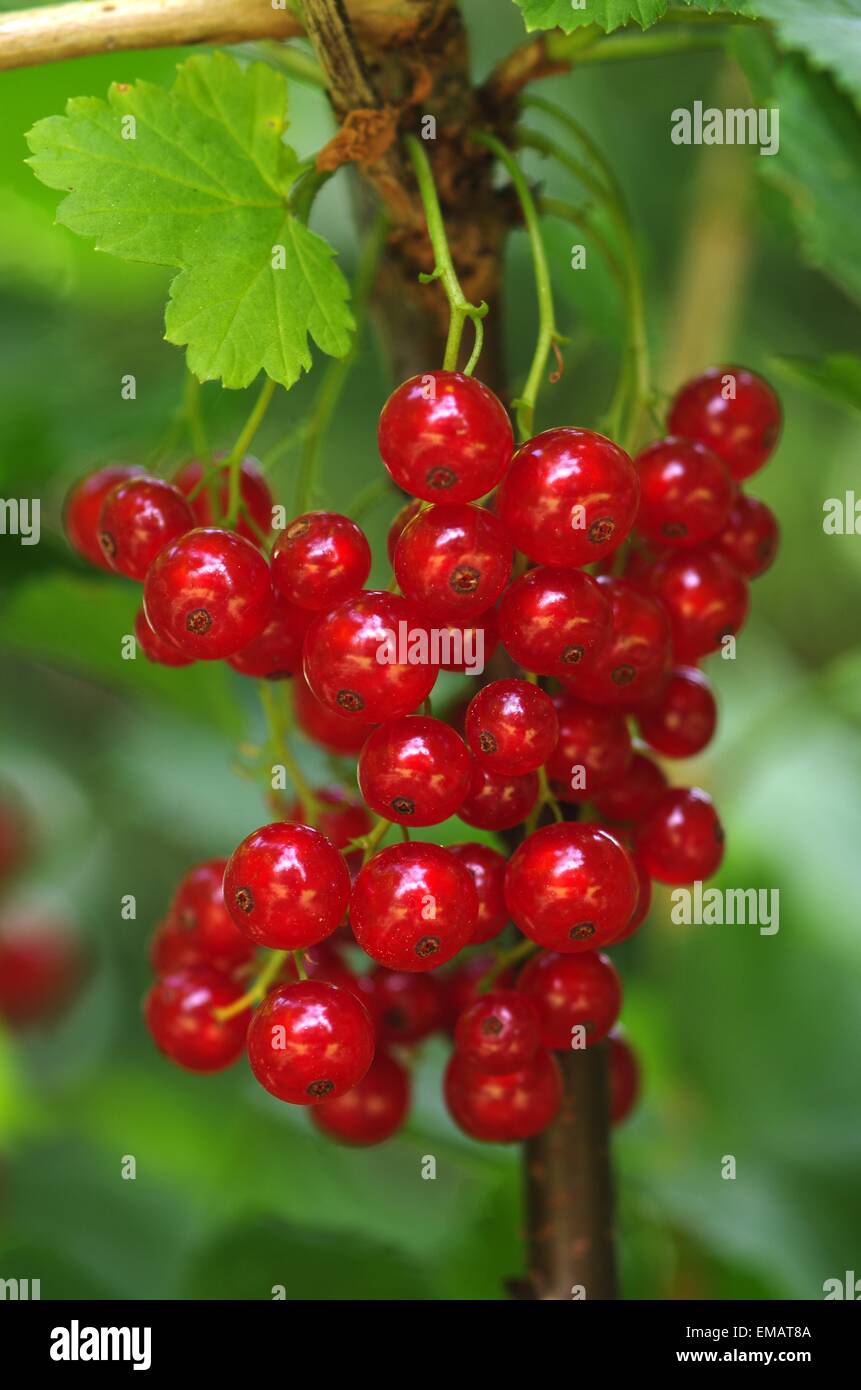 Stuzzicanti freschi ribes rosso su sfondo arbusto Foto Stock