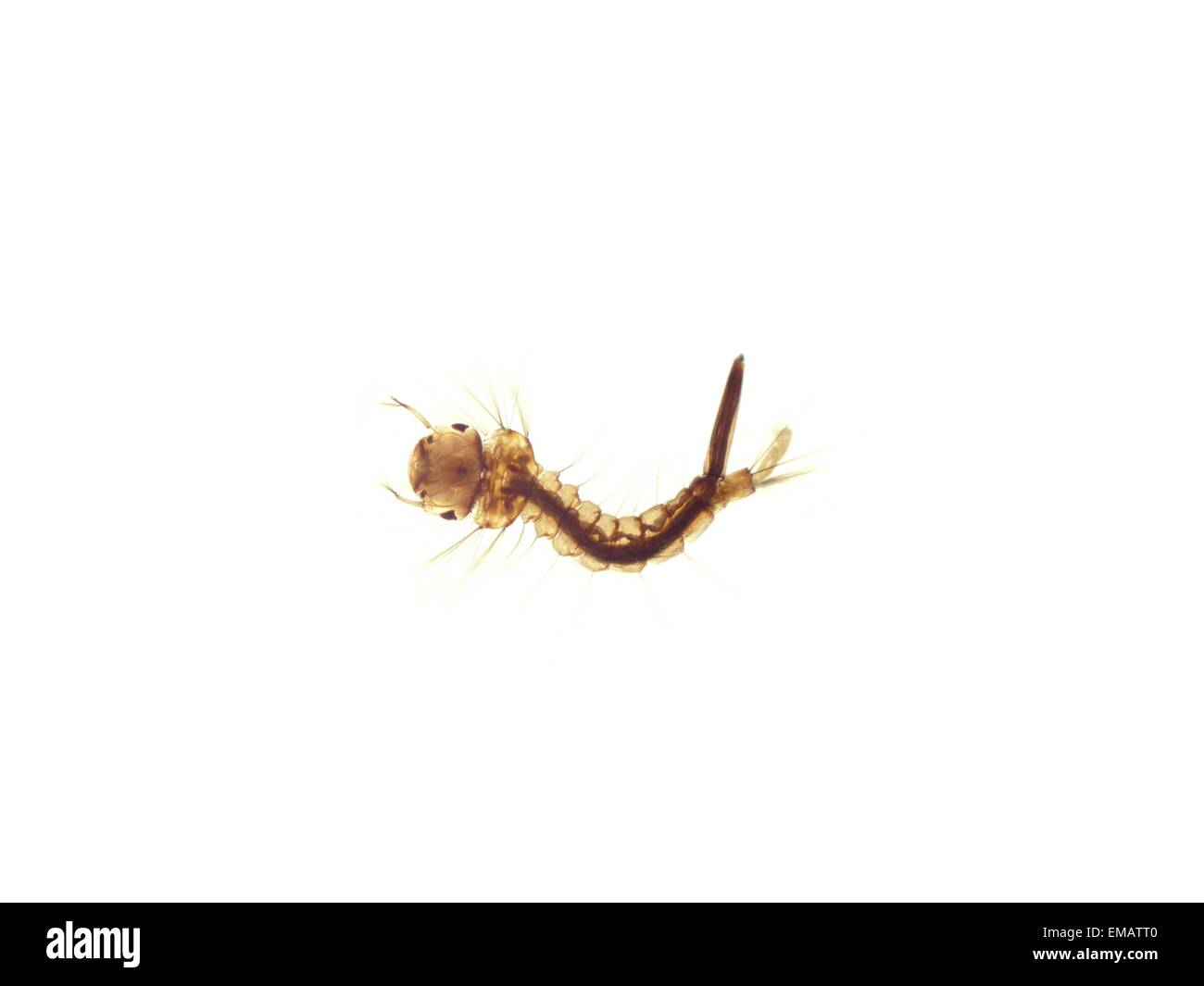 Zanzare larva in acqua su sfondo bianco Foto Stock