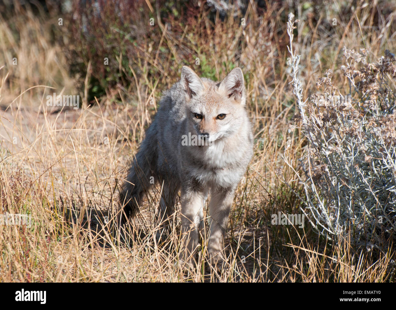 Gray Fox a Laguna Nimez riserva ecologica presso El Calafate, Patagonia, Argentina Foto Stock