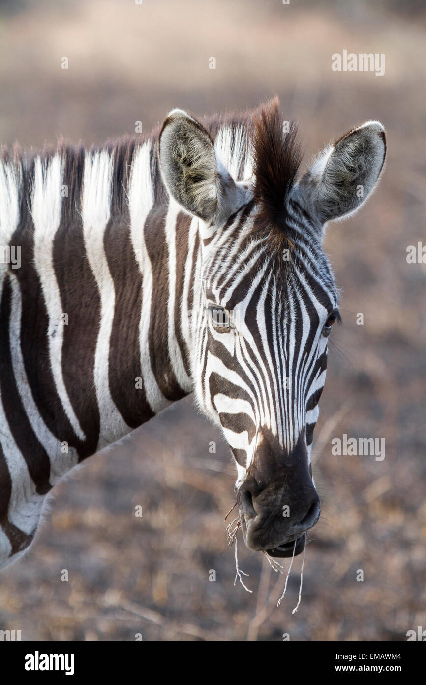 Ritratto di una pianura Zebra, Sud Africa Foto Stock