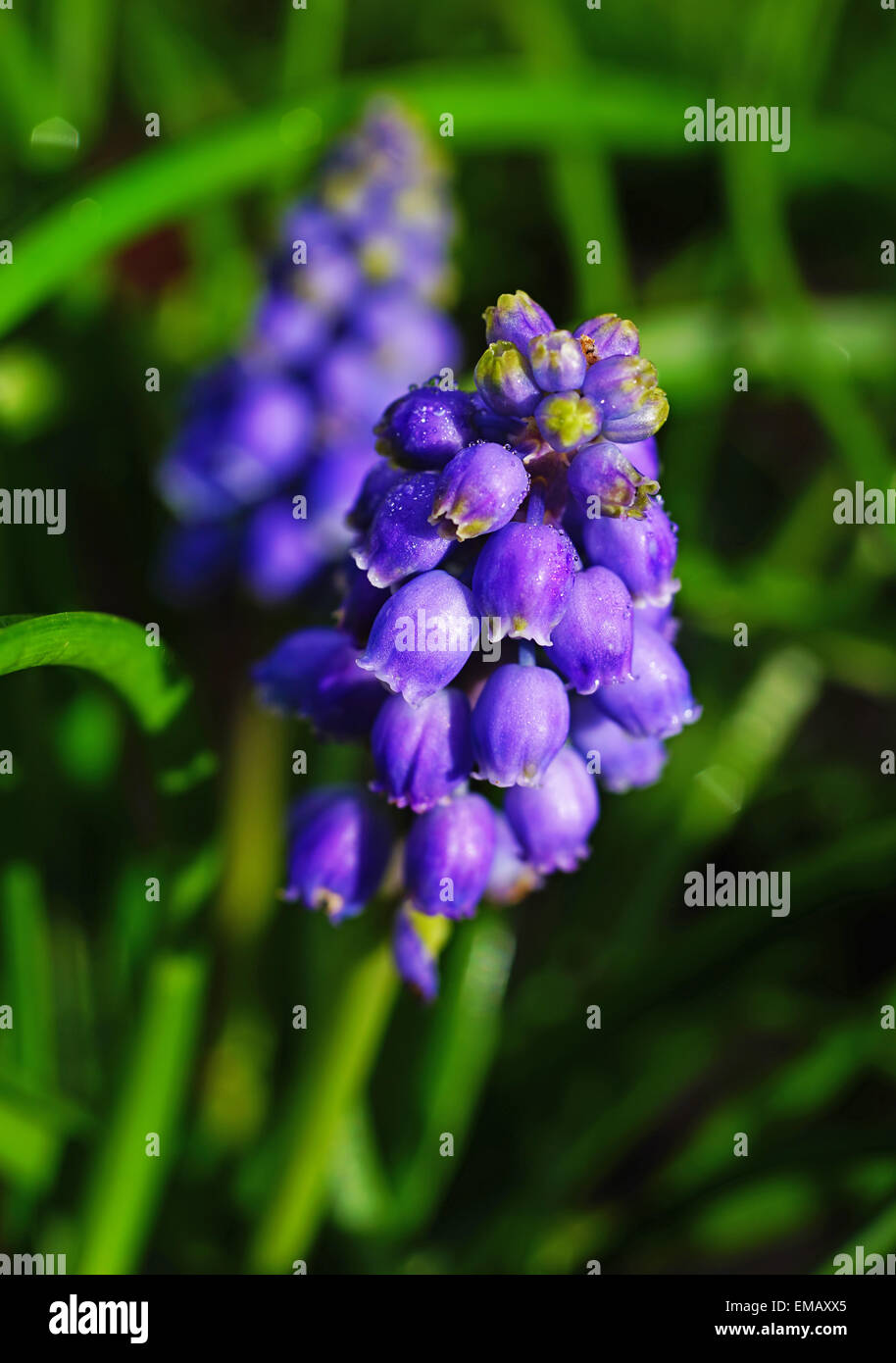 Bluebell giacinto uva fioritura di piante e fiori foglie steli erba Rugiada di mattina bloom Blue Bells Foto Stock