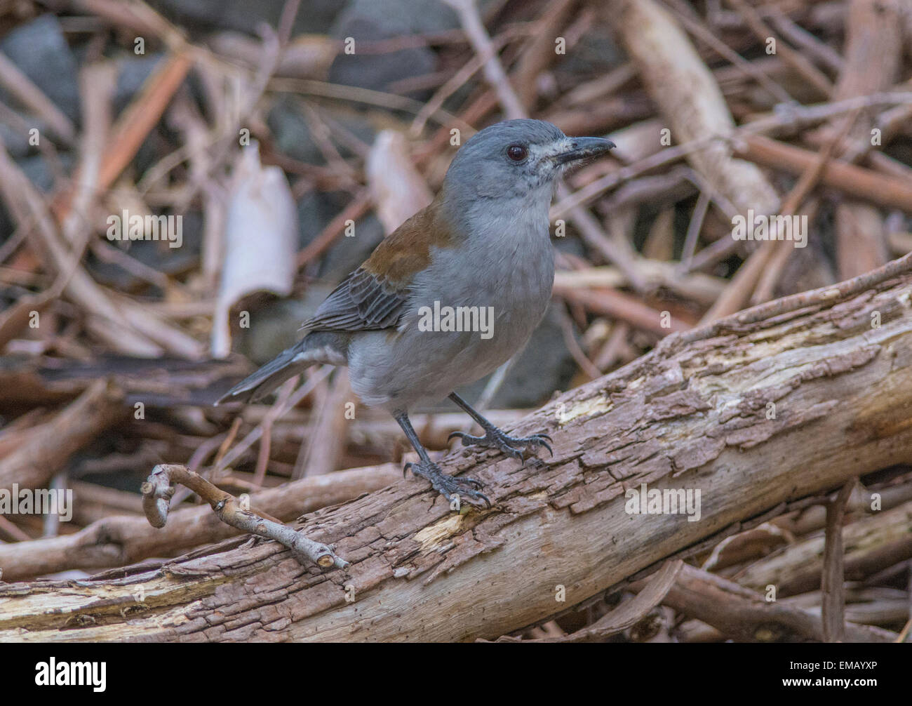 Shrikethrush grigio Foto Stock