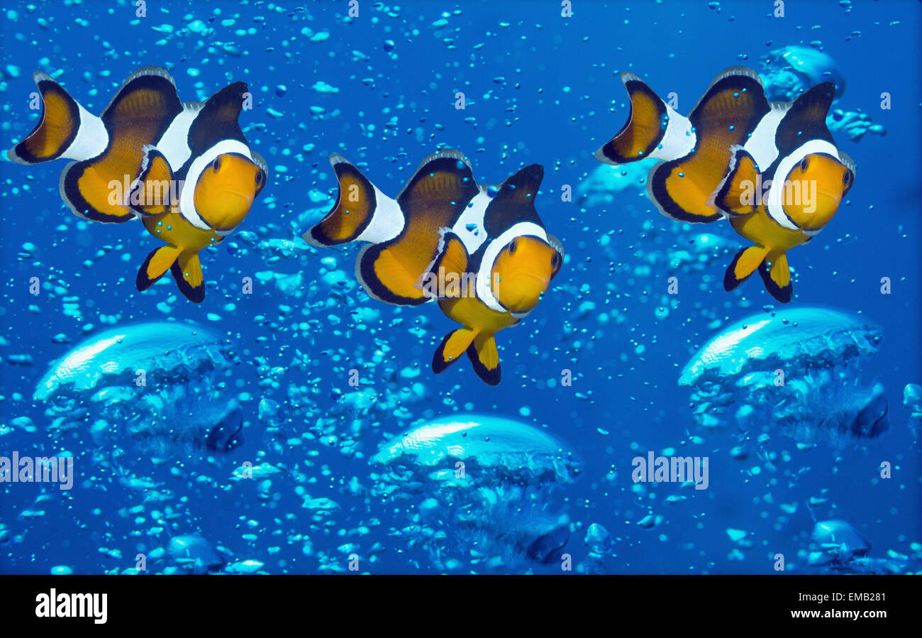 Montaggio con tre Clown anemonefish con subacqueo bolle. Foto Stock