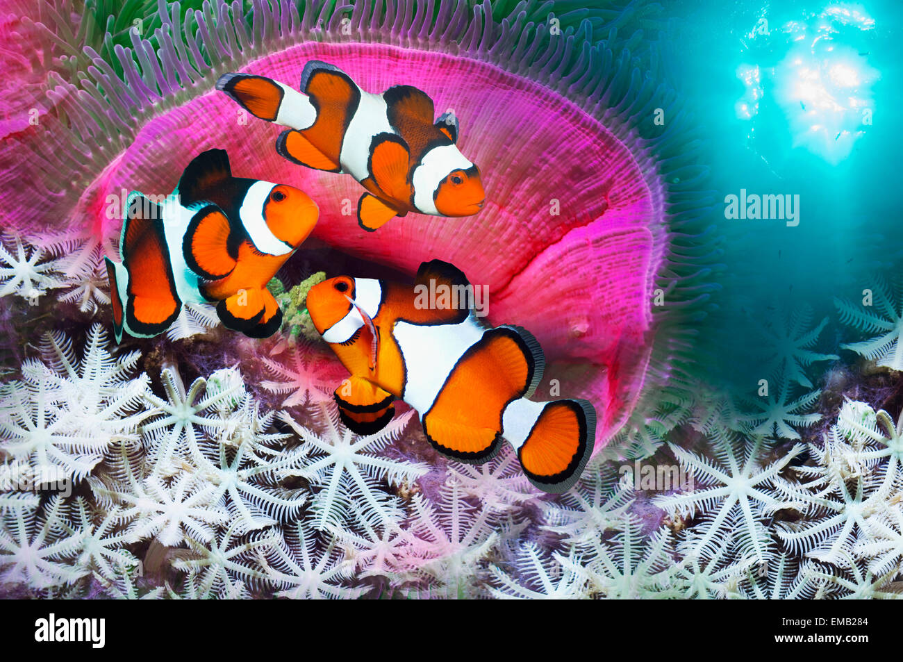Montaggio del clown anemonefish con magnifica anemone marittimo Foto Stock