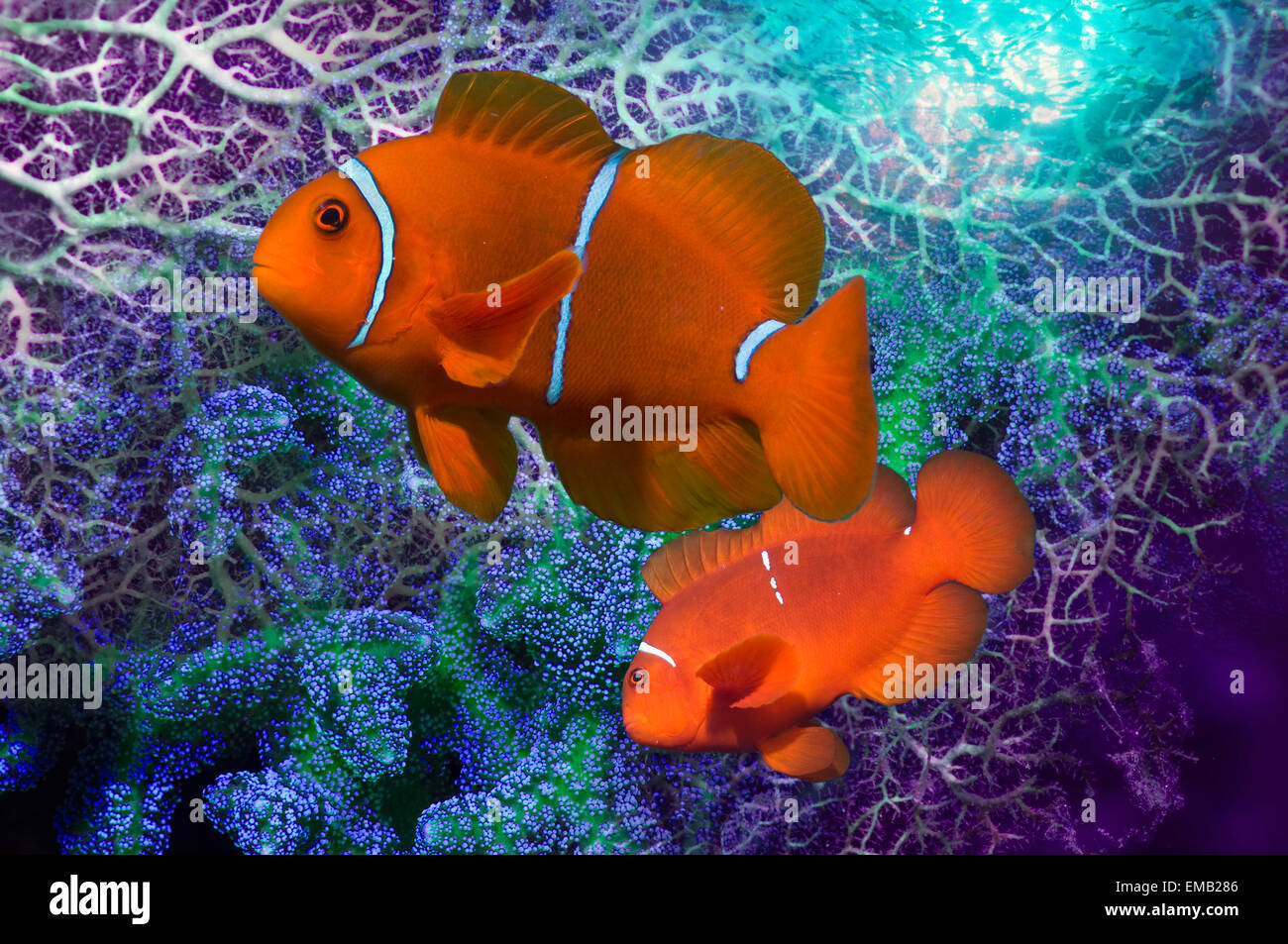 Montaggio di Spinecheek anemonefish con gorgonie. Foto Stock
