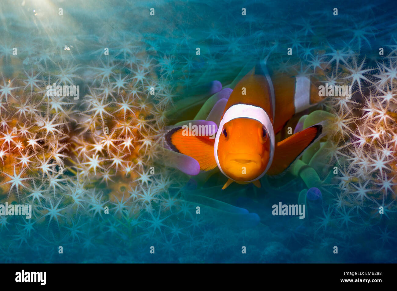 Clown anemonefish in montage Foto Stock