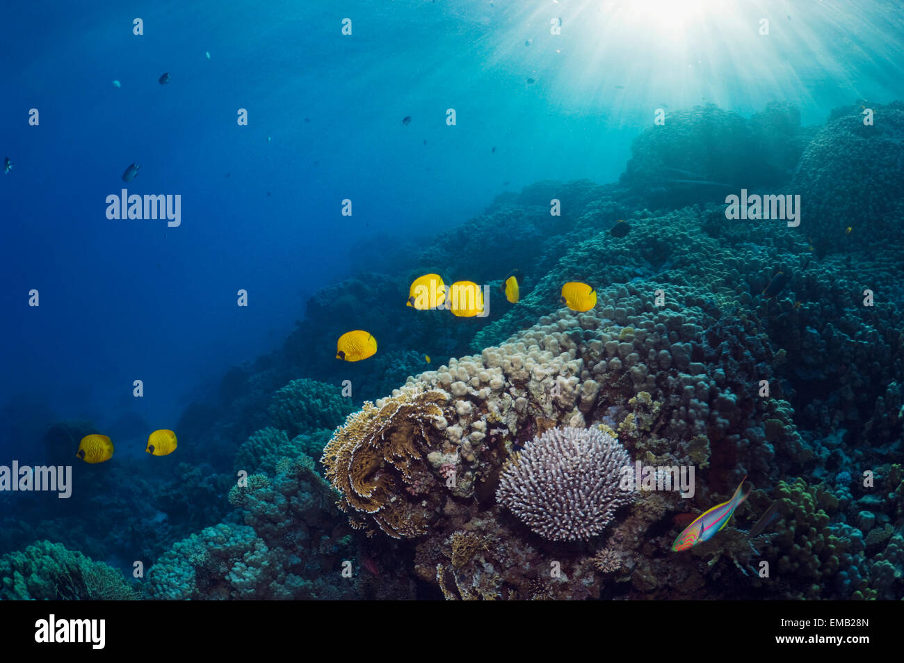 Golden butterflyfish (Chaetodon semilarvatus) sulla barriera corallina con alberi di luce del sole. Egitto, Mar Rosso. Foto Stock