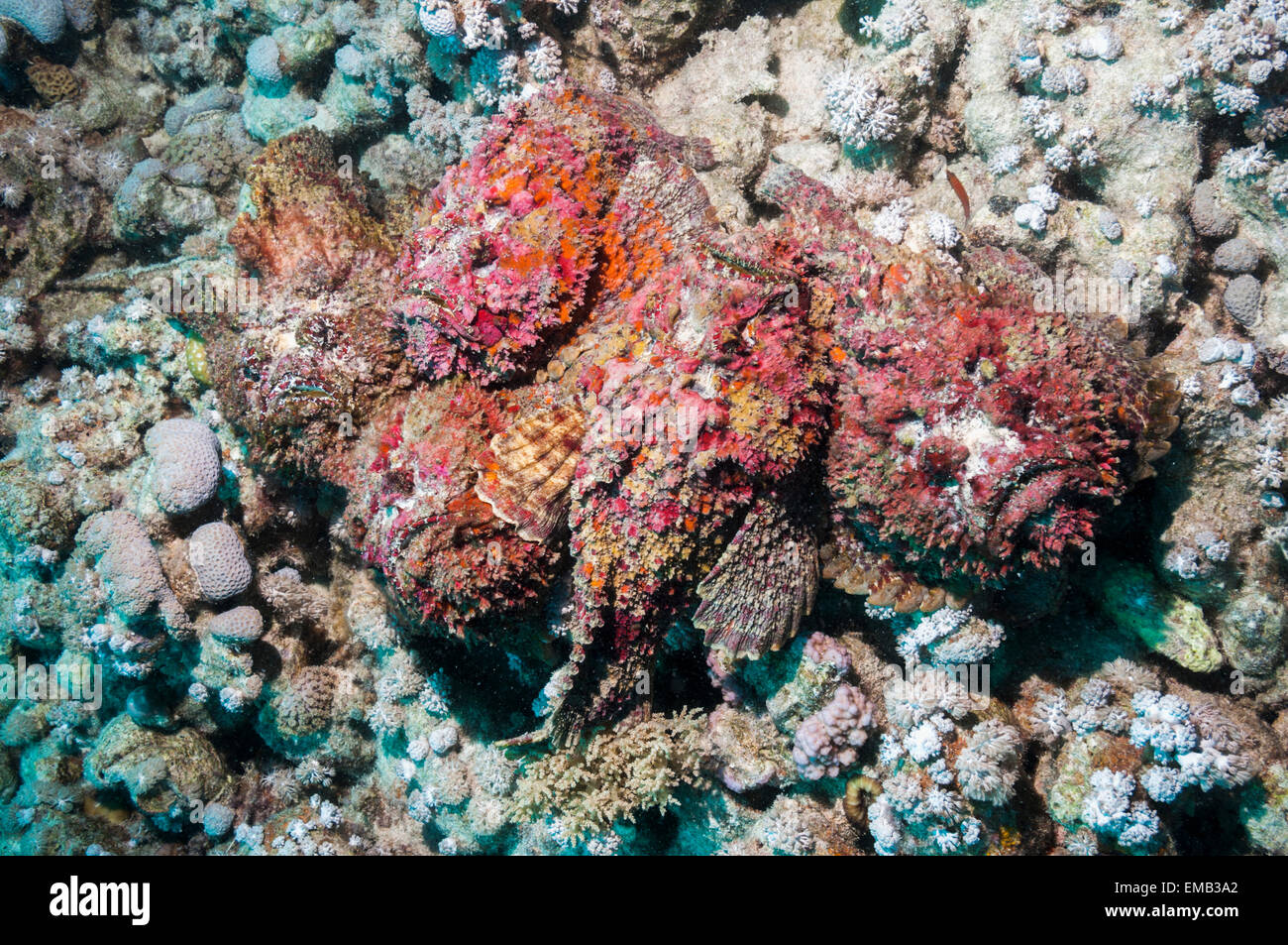 Un gruppo di cinque Reef pesci pietra (Synanceia verrucosa) in una congregazione di accoppiamento Foto Stock