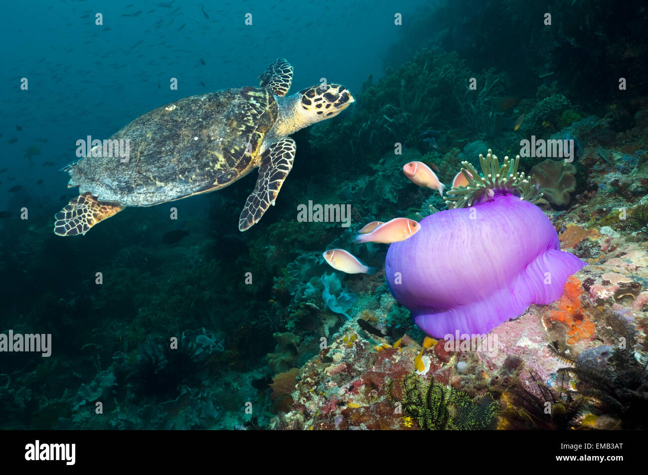 Tartaruga embricata nuoto sulla barriera corallina con una chiusa magnifica anemone a Pink anemonefish Indonesia Foto Stock