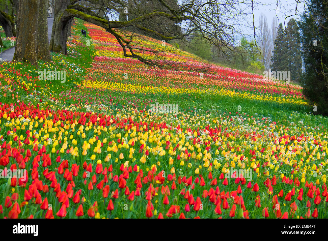 Isola floreale di Mainau sul lago di Costanza Foto Stock