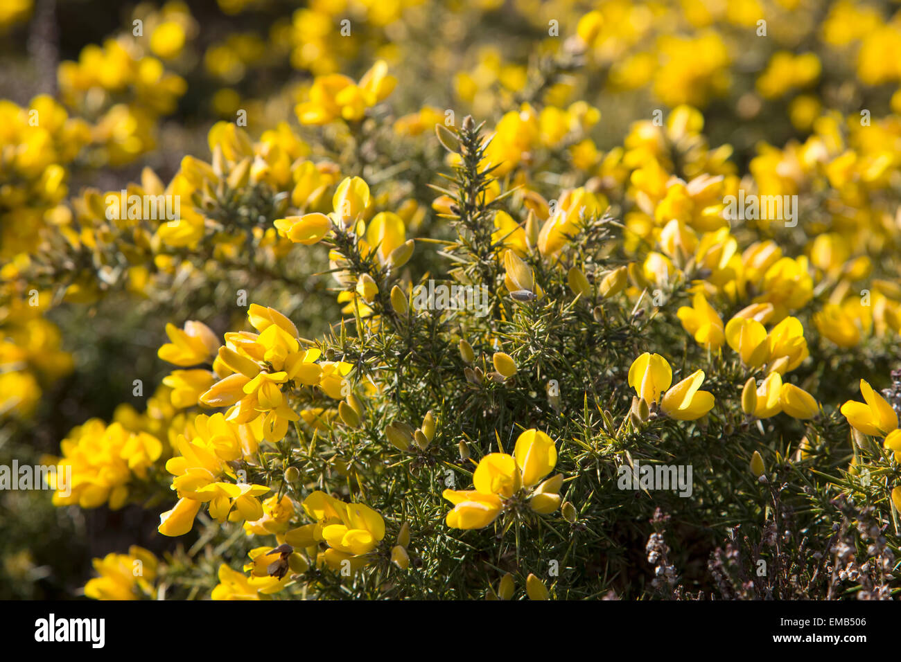 Di colore giallo brillante common gorse fiori Foto Stock