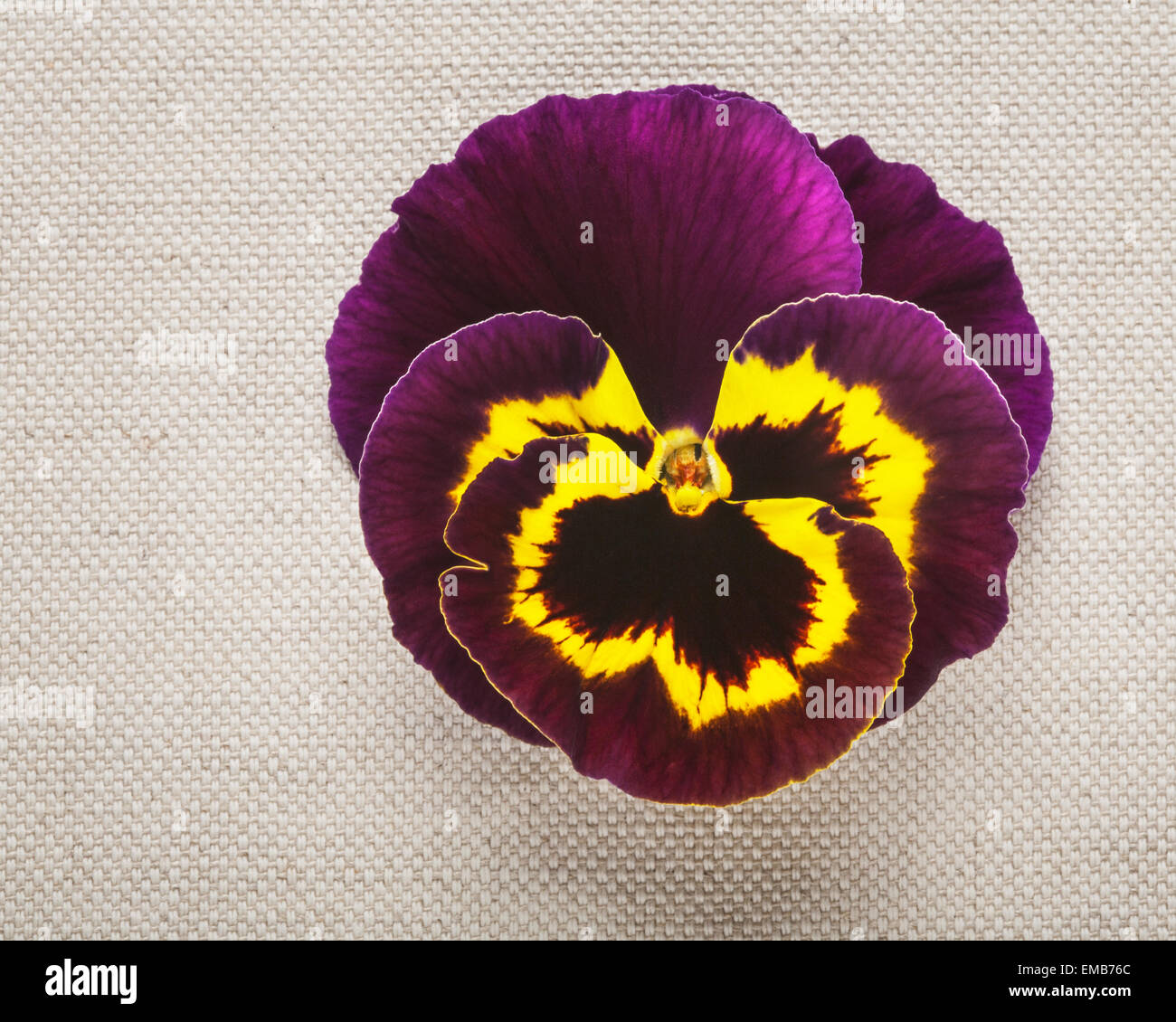 Biglietto di auguri con viola pansy. Festa della mamma concetto. Molla singola fiore su tela di lino sfondo. Spazio di copia Foto Stock