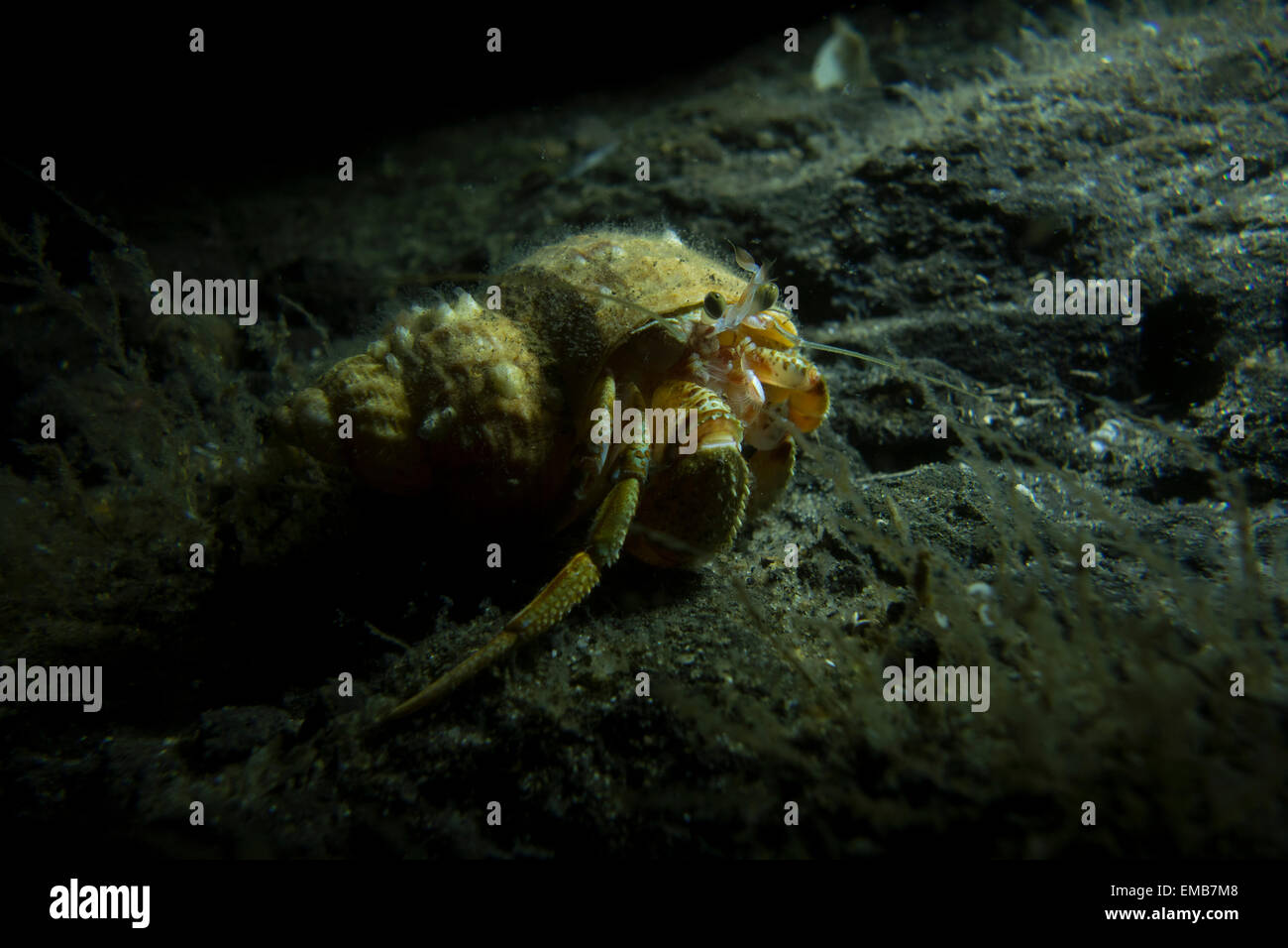 Comune eremita settentrionale Crab Pagurus bernhardus, dal Mare del Nord al Lillebaelt, Kongeborgaarden, Danimarca. Foto Stock