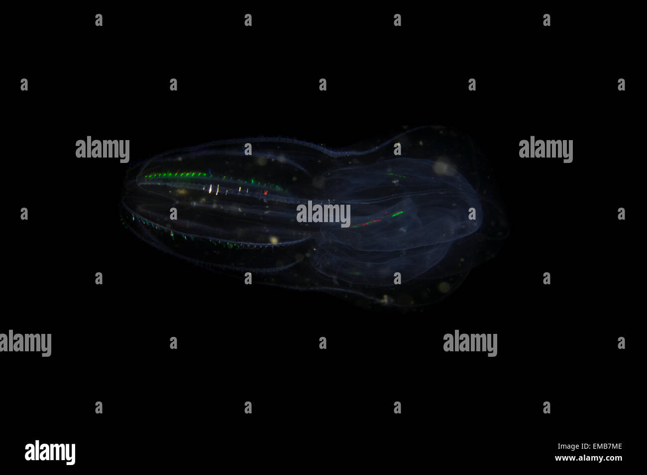 Pettine jelly fish, Mnemiopsis spec., al buio, la produzione di luce attraverso la bioluminescenza. Foto Stock