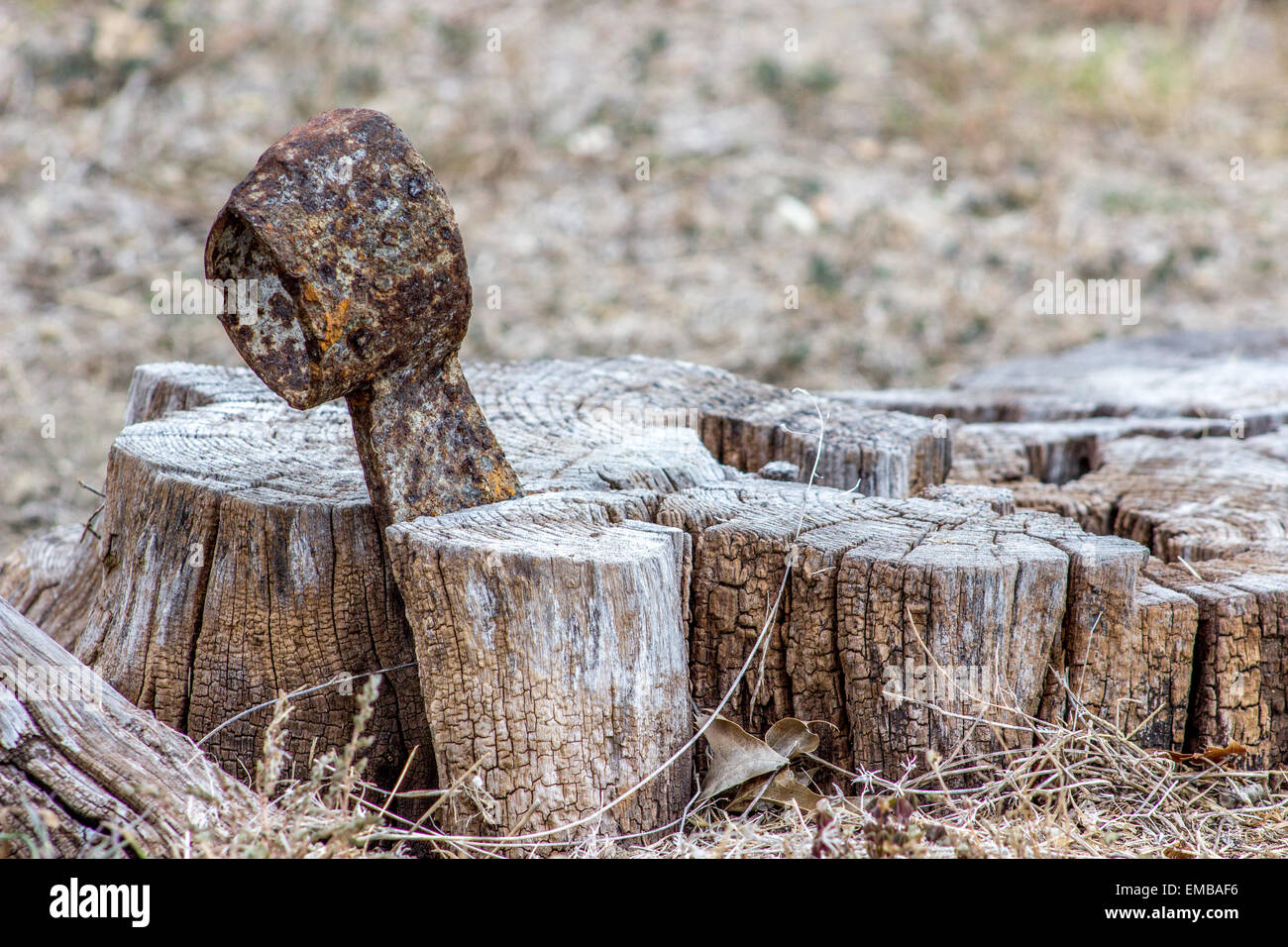 Arrugginita ax testa nel ceppo di albero Foto Stock